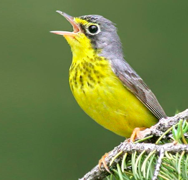 Help Us Protect Birds This Summer!